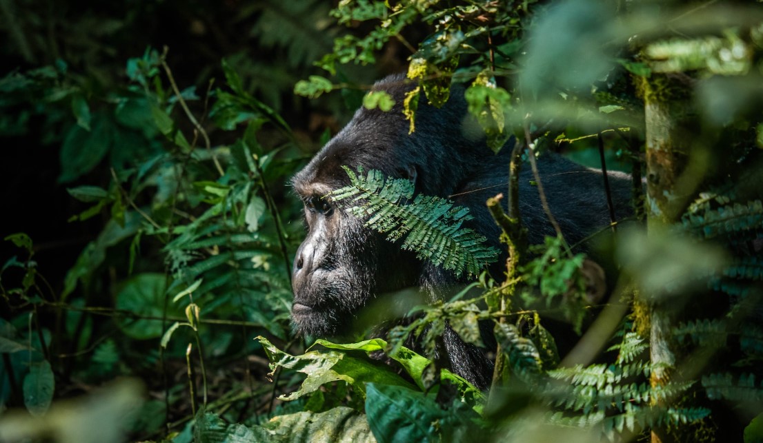 6 Days Gorilla trekking & Chimpanzee Habituation Experience Safari in Uganda