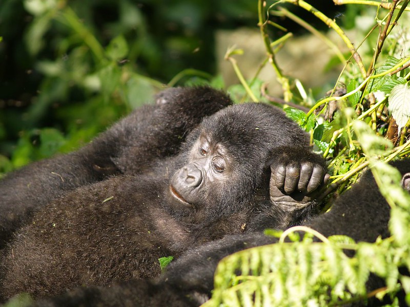 4 Days Uganda Fly-in Gorilla Trekking Safari