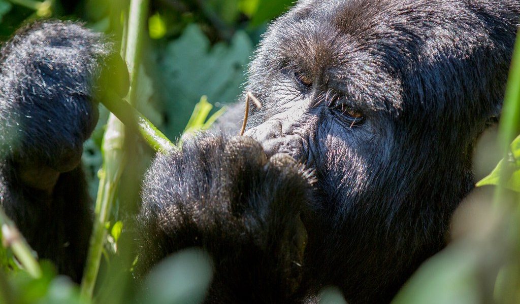 4 Days Bwindi Gorilla Habituation & Trekking Safari
