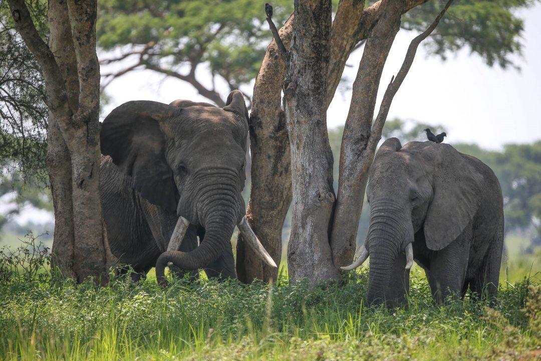 8 Days Ultimate Tanzania Luxury Fly-in Safari