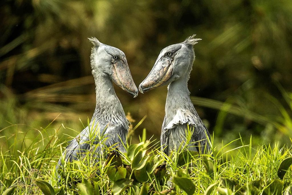 14 Days Fly-in Luxury, Uganda Primate and Wildlife Adventure