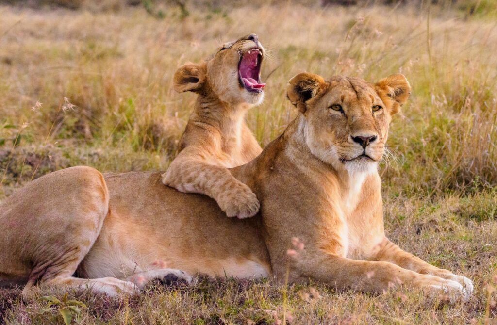 Why a Uganda safari should be on every nature lover’s list?