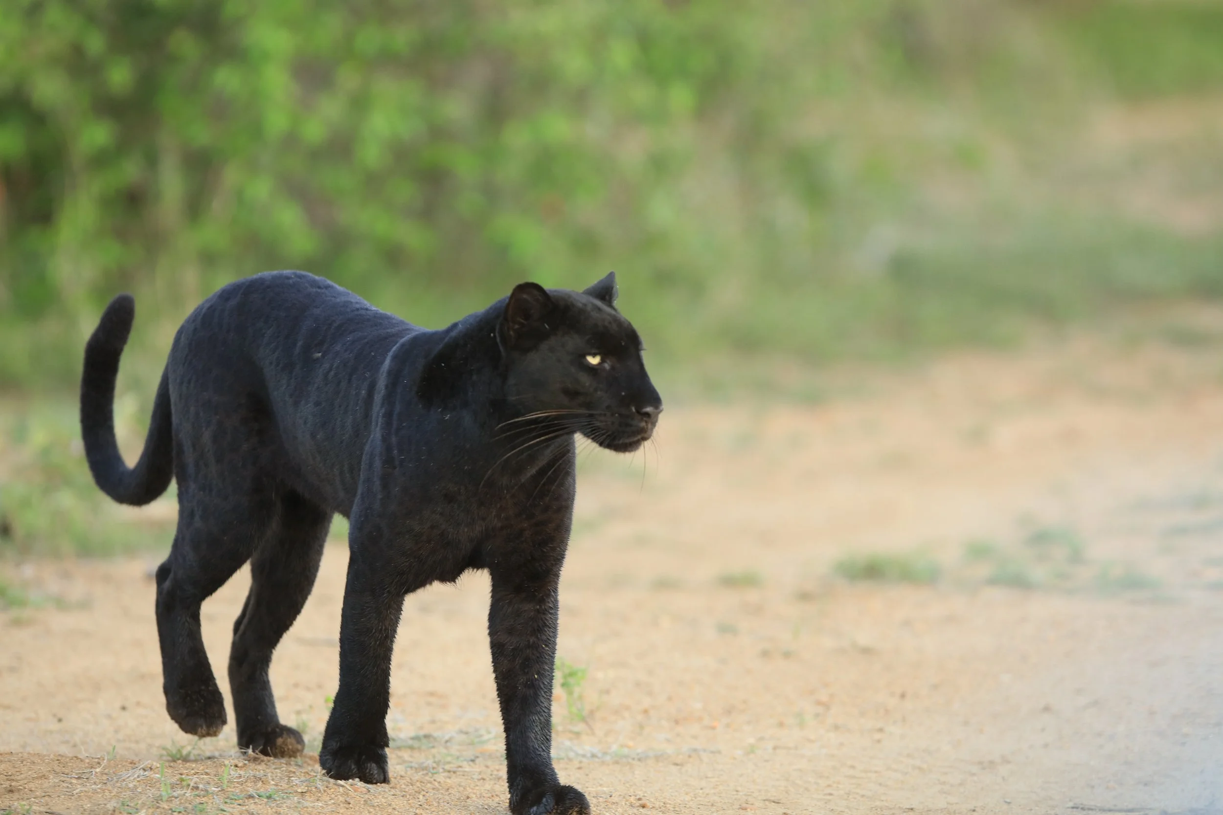 Top 10 Wildlife Experiences in Laikipia