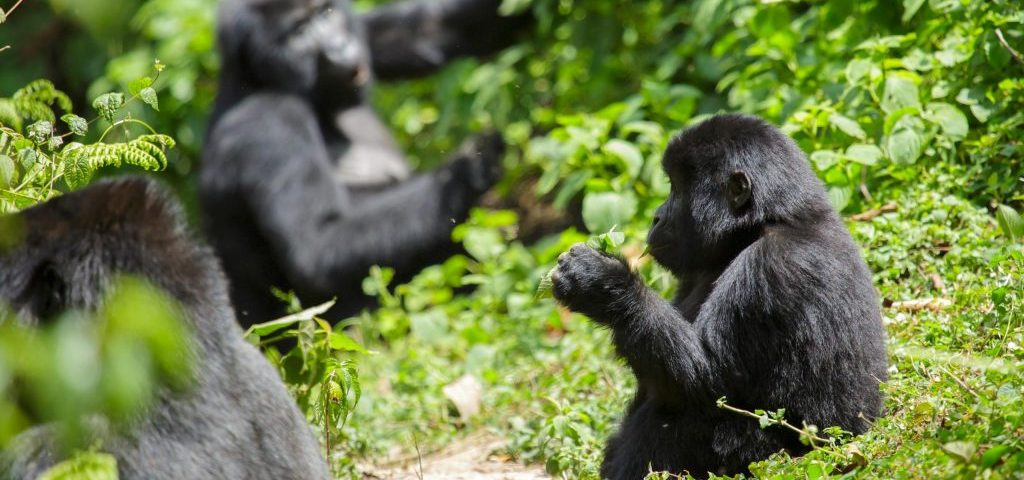 Unforgettable Encounters with Mountain Gorillas in Volcanoes National Park
