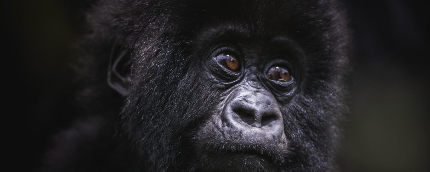 Unforgettable Encounters with Mountain Gorillas in Volcanoes National Park