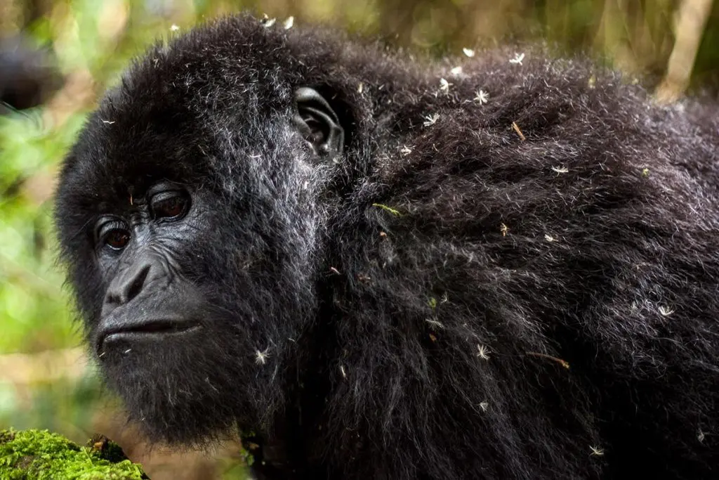 Mgahinga Gorilla National Park