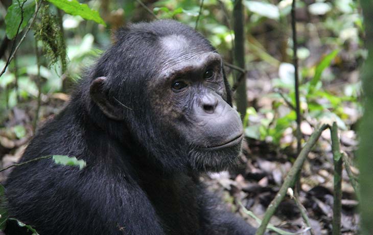 Chimp and gorilla trekking in Rwanda