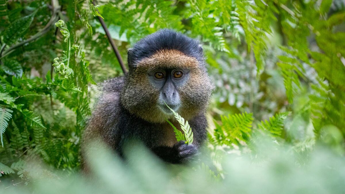 Golden monkey trekking in Uganda and Rwanda