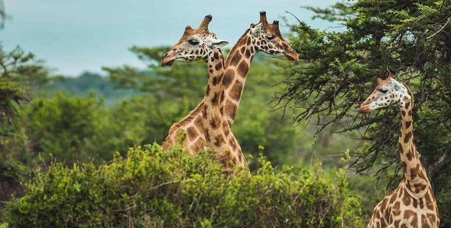 Pian Upe Wildlife Reserve