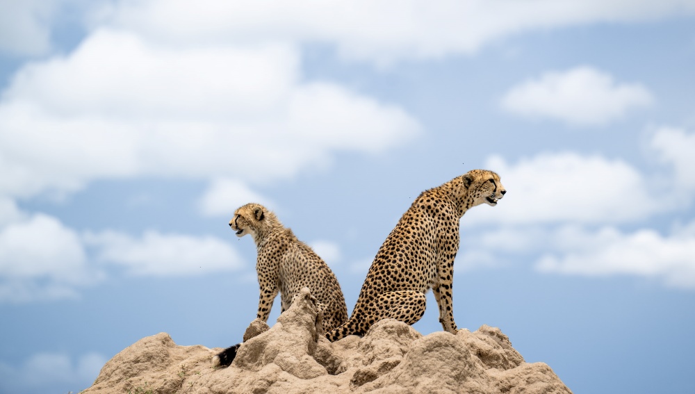 10 Important Things to Know Before Going for an East Africa Safari