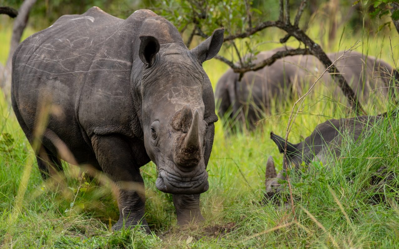 Rhino naming on 22nd September 2025 at Ziwa Rhino Tracking