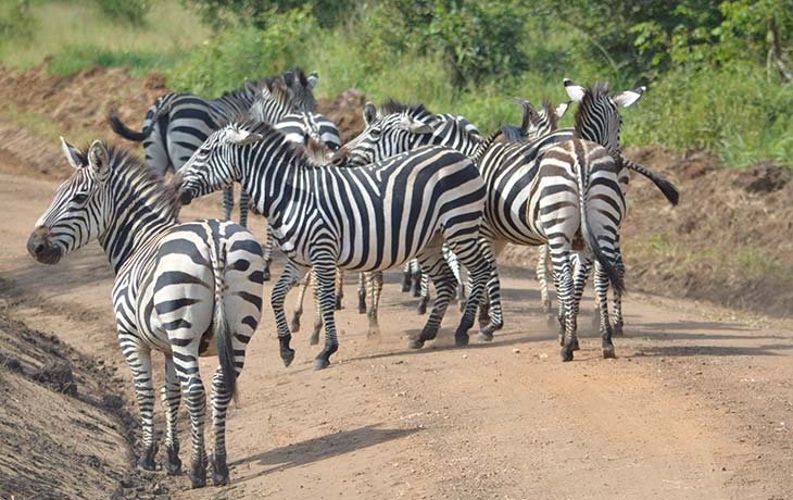 Lake Mburo National Park
