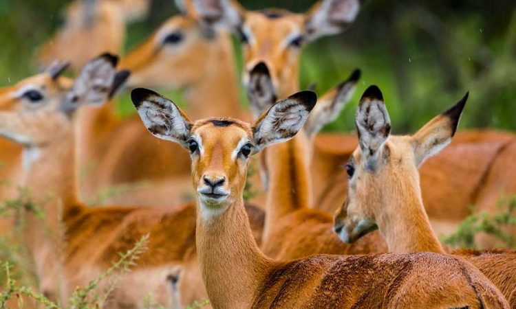 Lake Mburo National Park