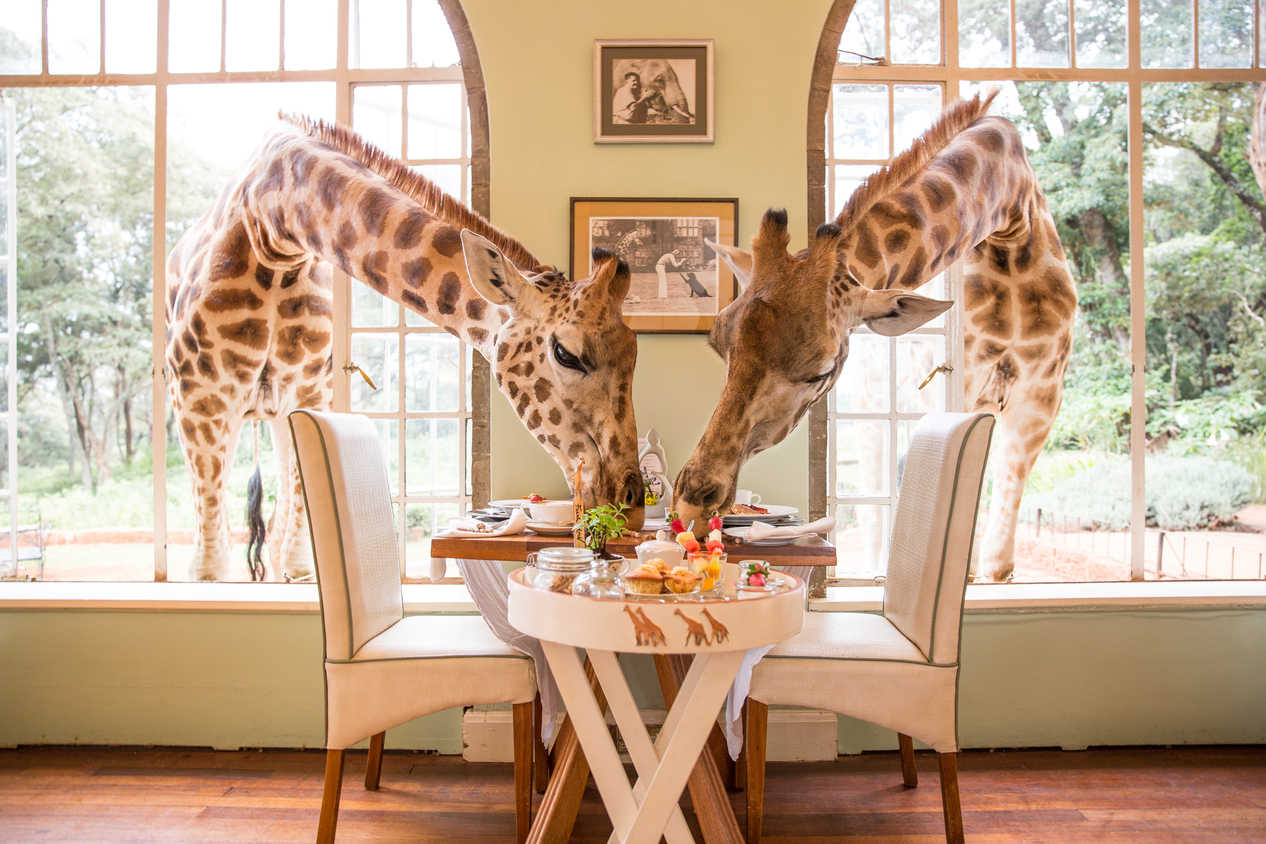 Why choose the Giraffe Manor hotel for your next Adventure?