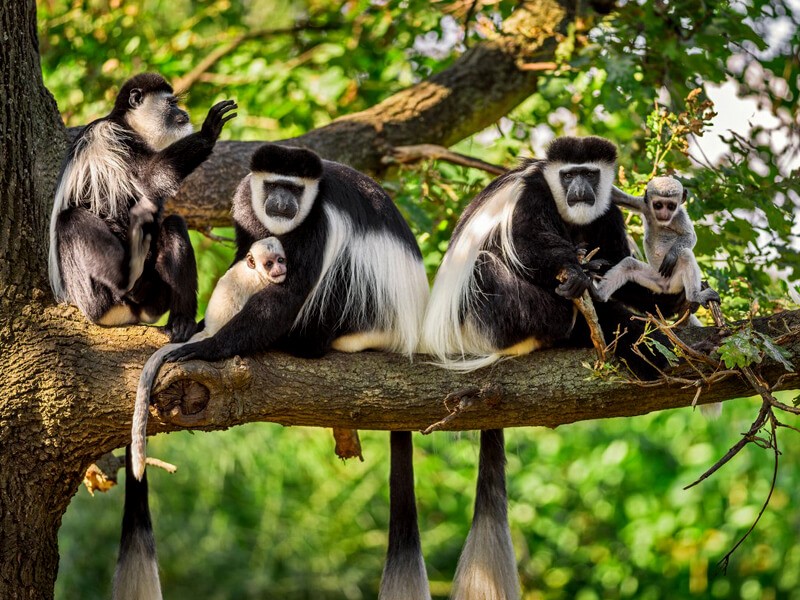 Top 5 Things to do in Nyungwe National Park Rwanda