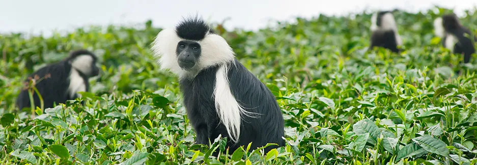 Guide to Gishwati-Mukura National Park 2026