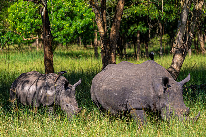 Rhino naming on 22nd September 2025 at Ziwa Rhino Tracking