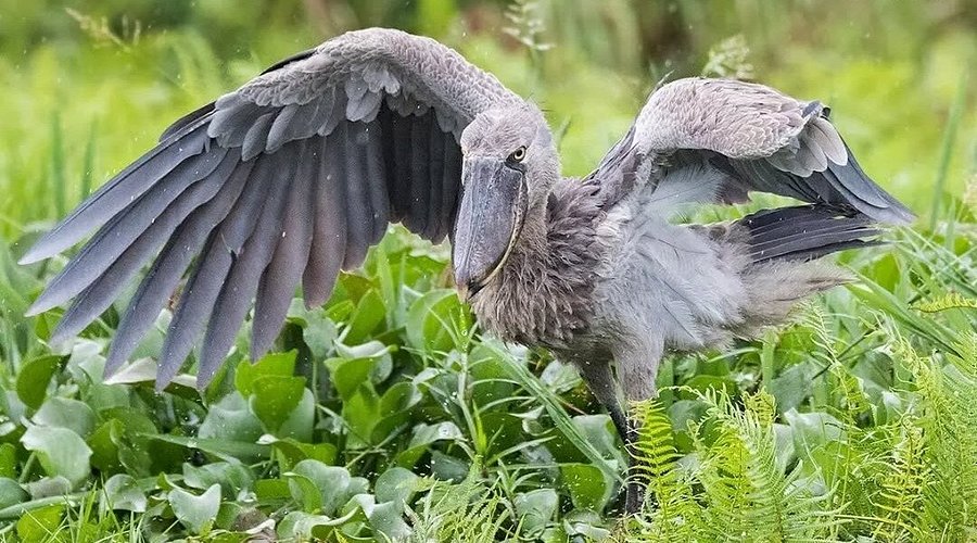 Mabamba Swamp shoebill Tours