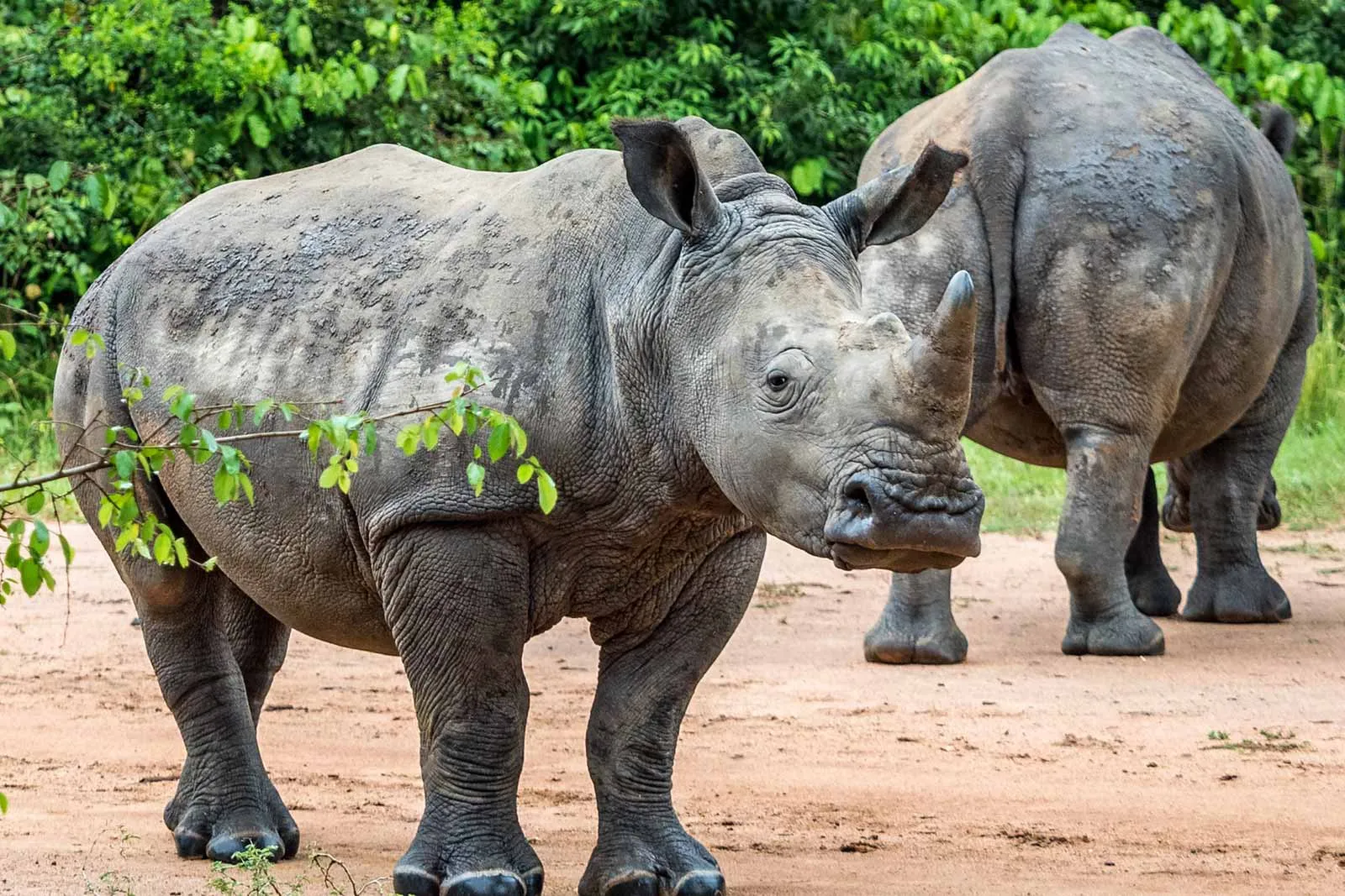 Rhino tracking in Uganda