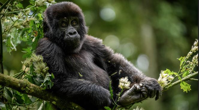 Elder Friendly Gorilla Trekking in Uganda