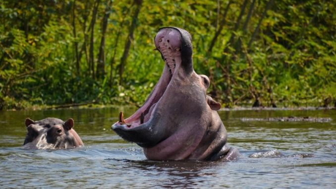 Top 5 Wildlife Experiences In Burundi