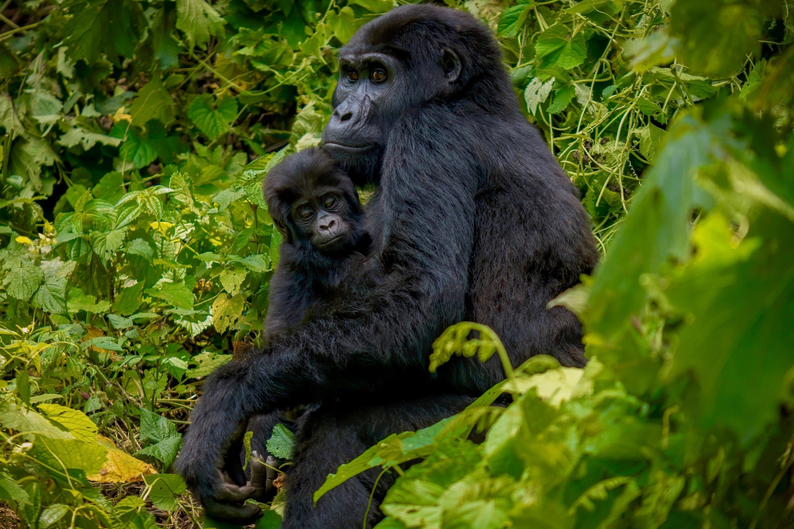 Elder Friendly Gorilla Trekking in Uganda