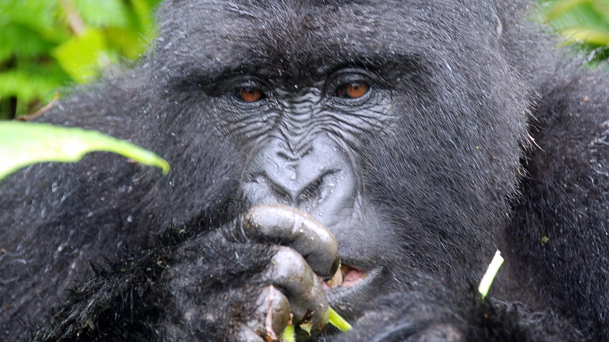 Uganda Gorilla Trekking Permit 2026