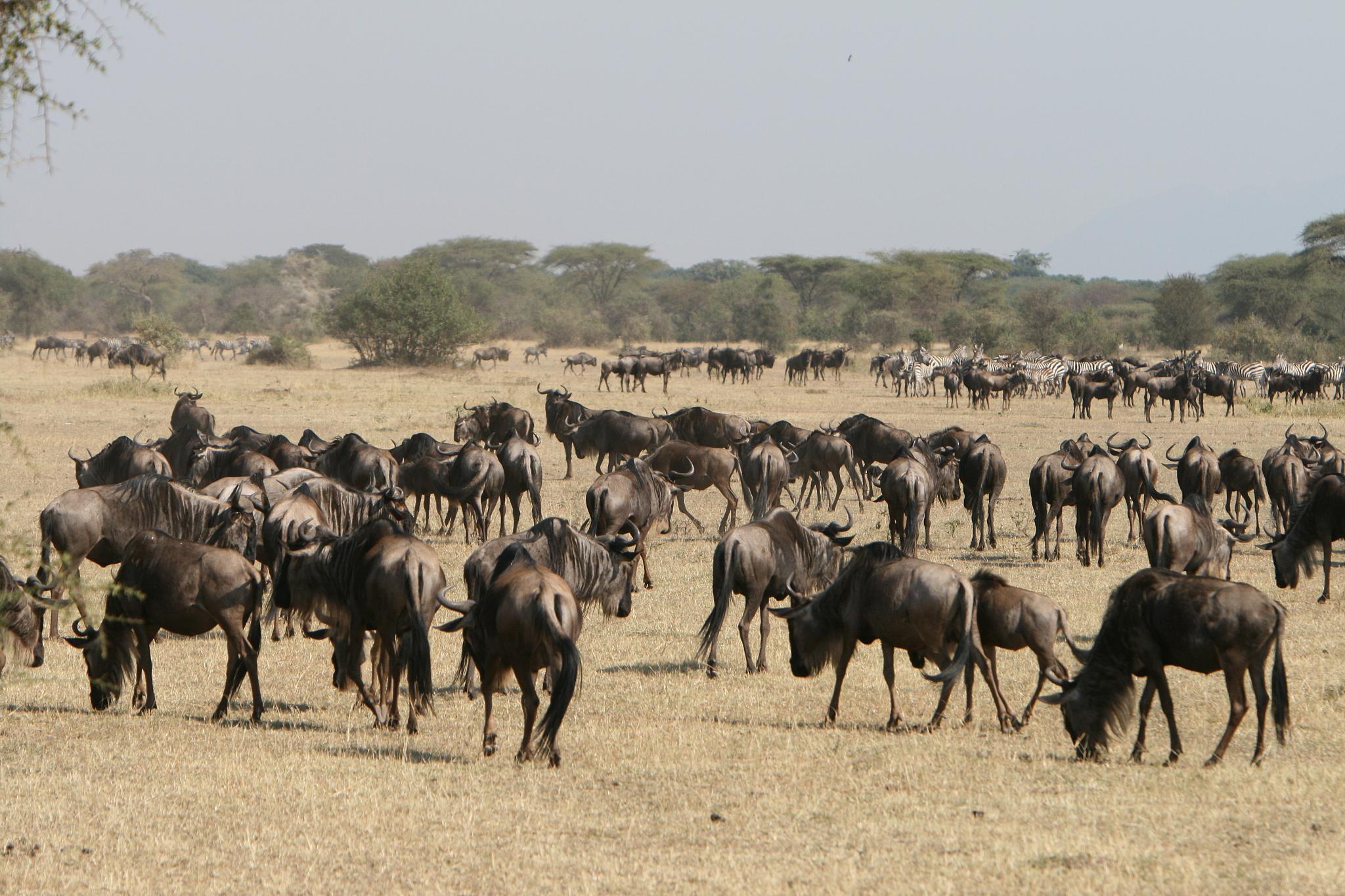 Maasai Mara Vs Serengeti