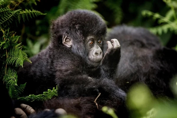 5 Things you did not know about Gorilla trekking