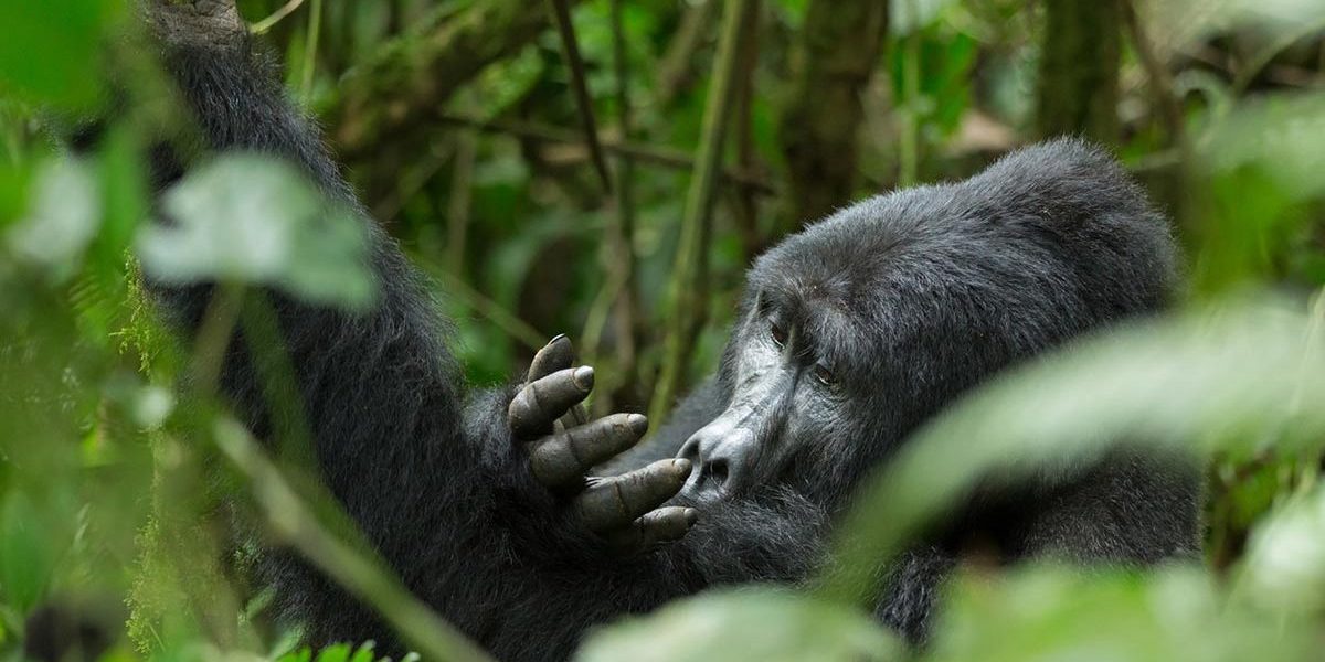 Uganda Gorilla Trekking Versus Rwanda Gorilla Trekking