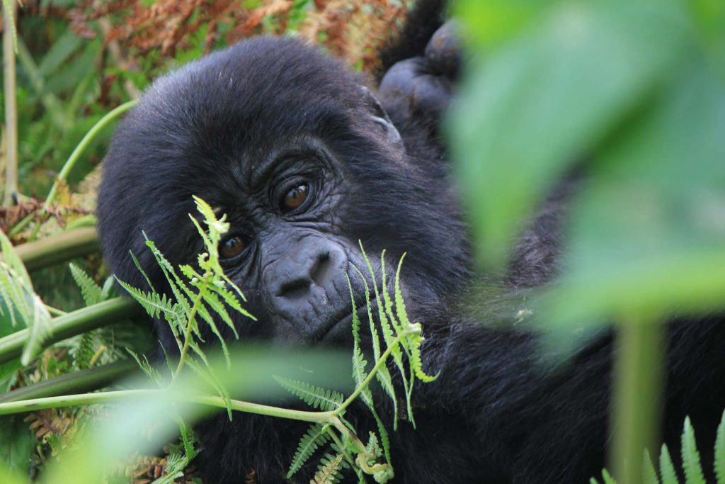 Uganda Gorilla Trekking Versus Rwanda Gorilla Trekking