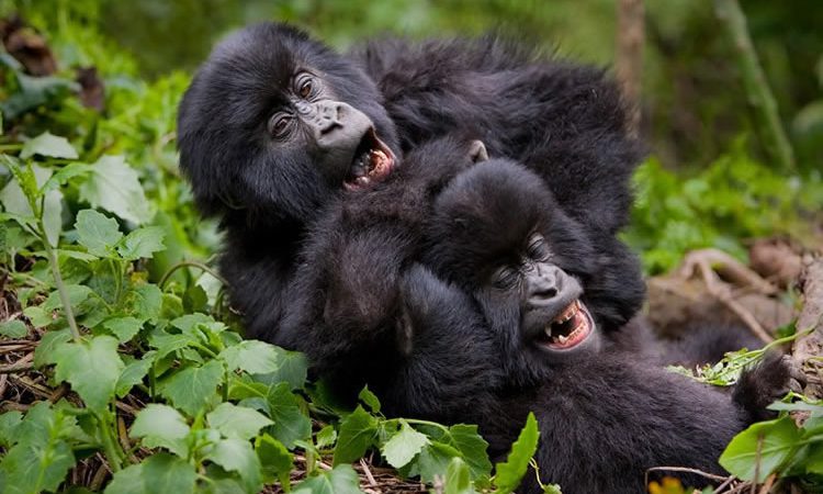 Uganda Gorilla Trekking Permit 2026