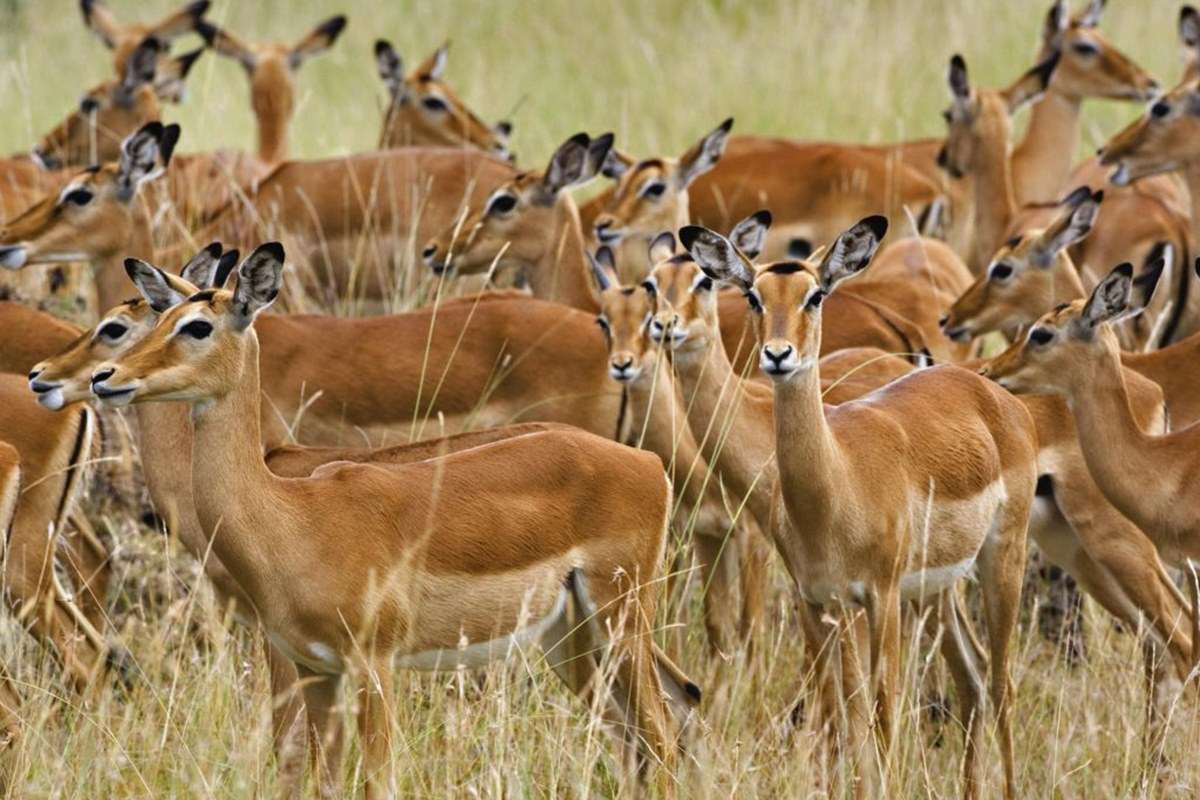 Photographer Safaris in Burundi