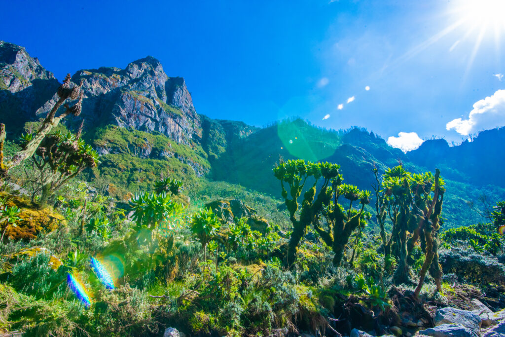 Why the Rwenzori Mountains are Africa's Best-kept Alpine secret?