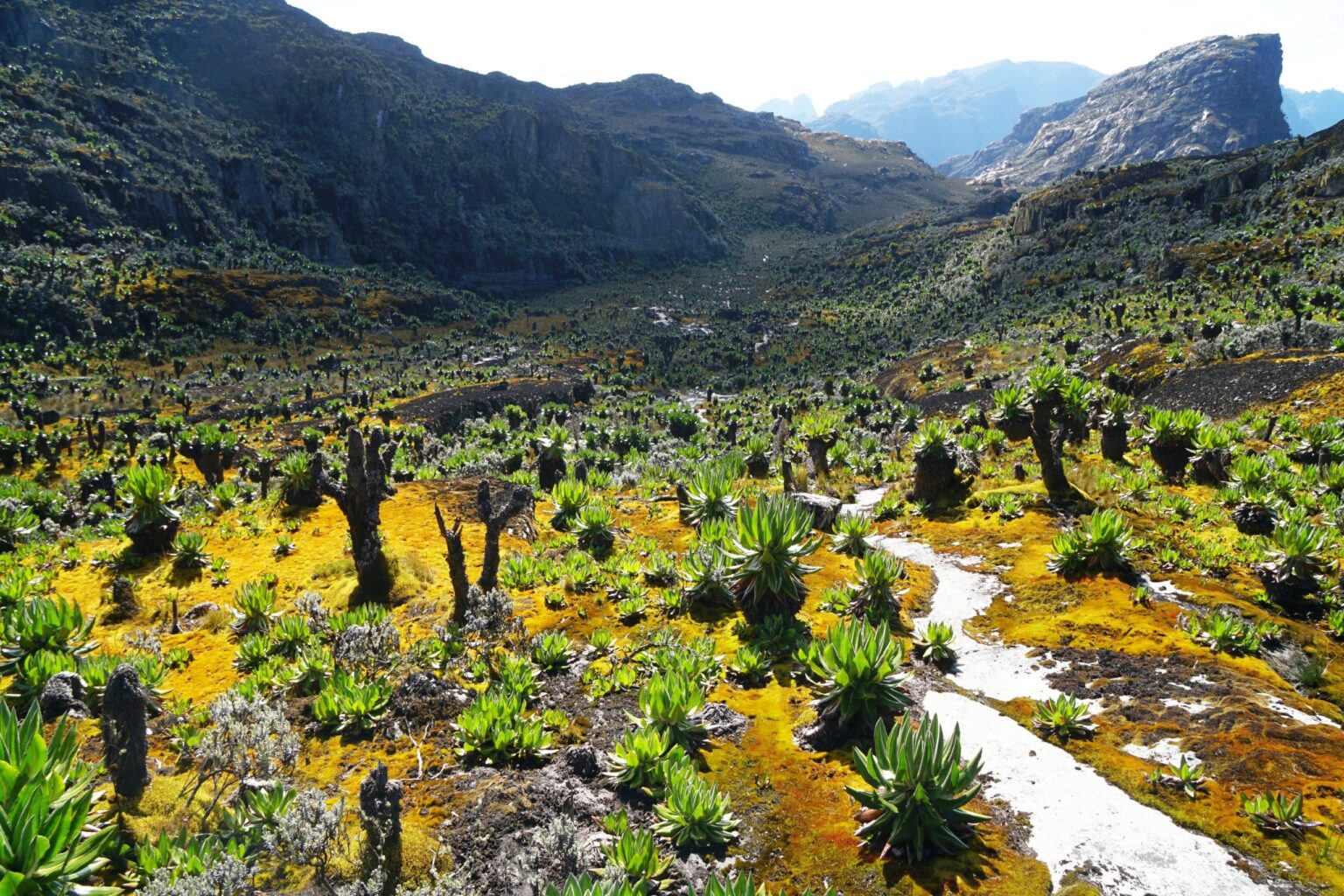What makes Rwenzori the most beautiful mountain range in Africa?