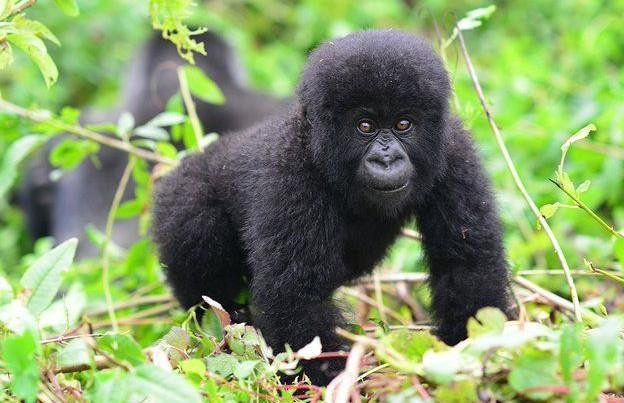 Why Rwanda Gorilla Trekking is easy?