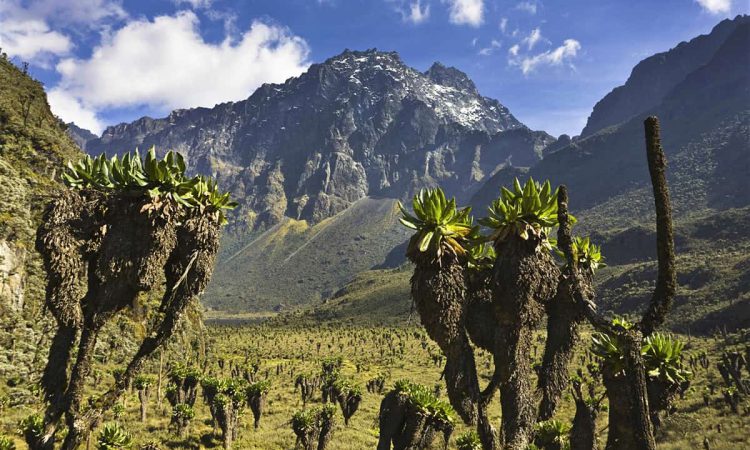 Why the Rwenzori Mountains are Africa's Best-kept Alpine secret?