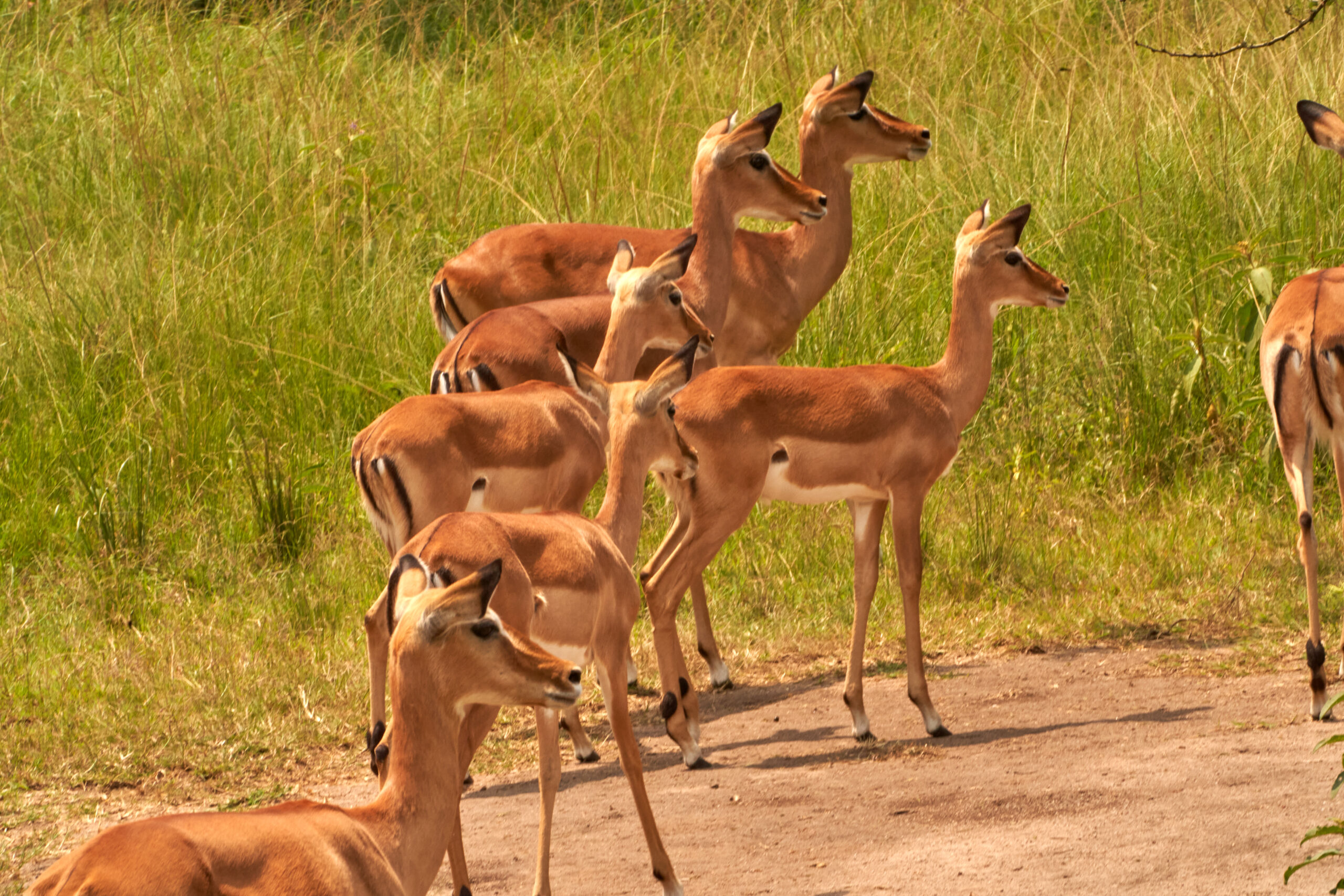 Why Burundi Completes the Great Lakes Safari Experience?
