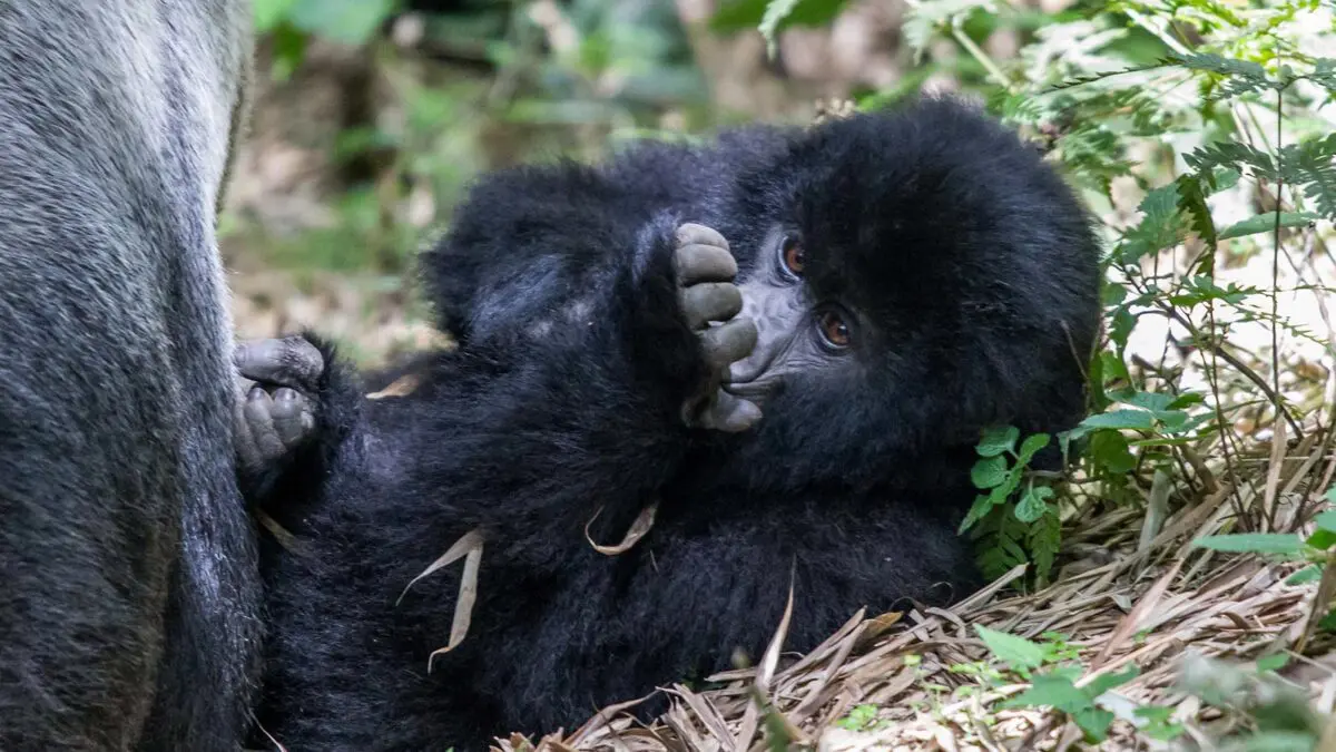 Why Rwanda Gorilla Trekking is easy?