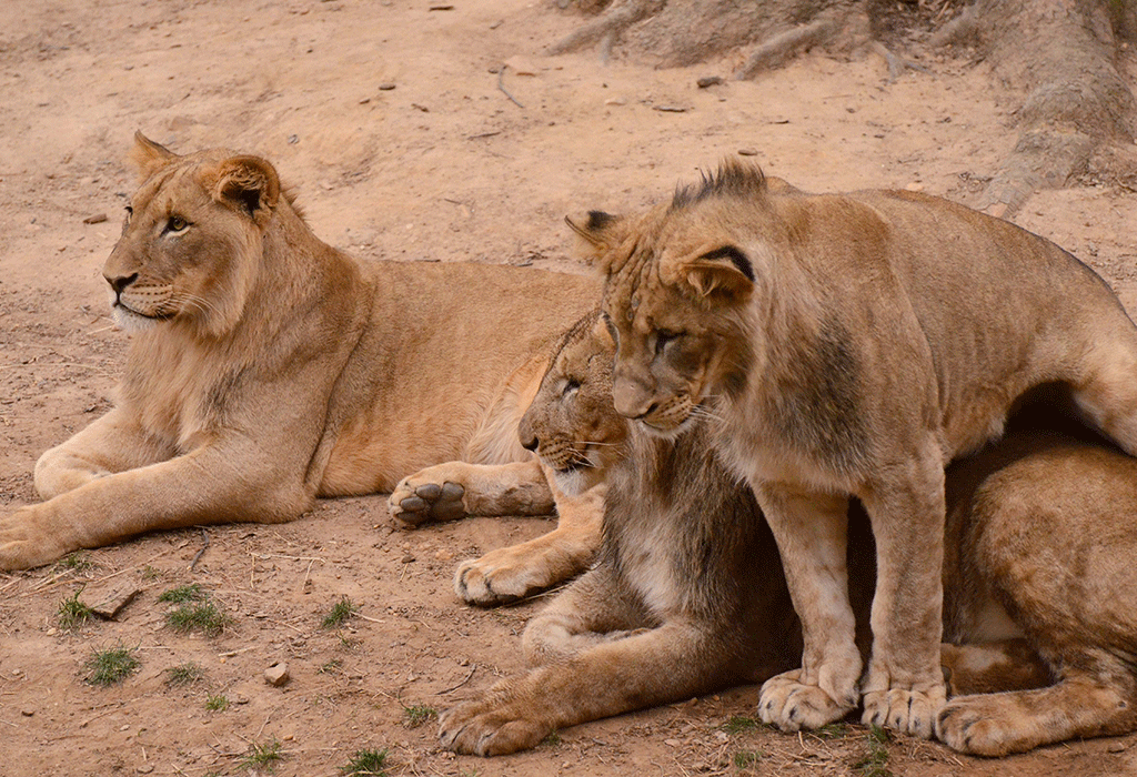 Beyond the Rwanda Gorilla Trekking