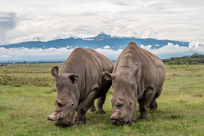 12 Days Iconic Kenya Safari Experience