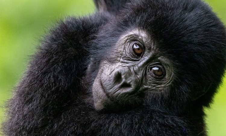 Everything To know About Rwanda Gorilla Trekking