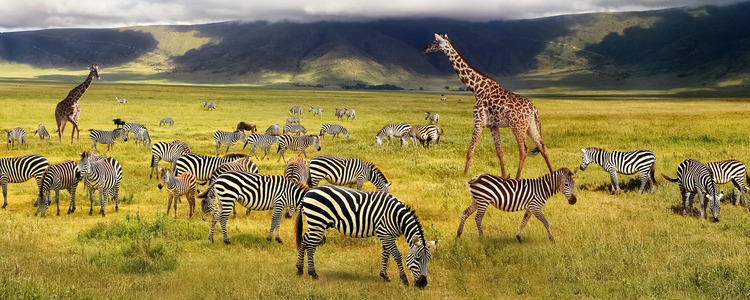 12 Days Iconic Kenya Safari Experience