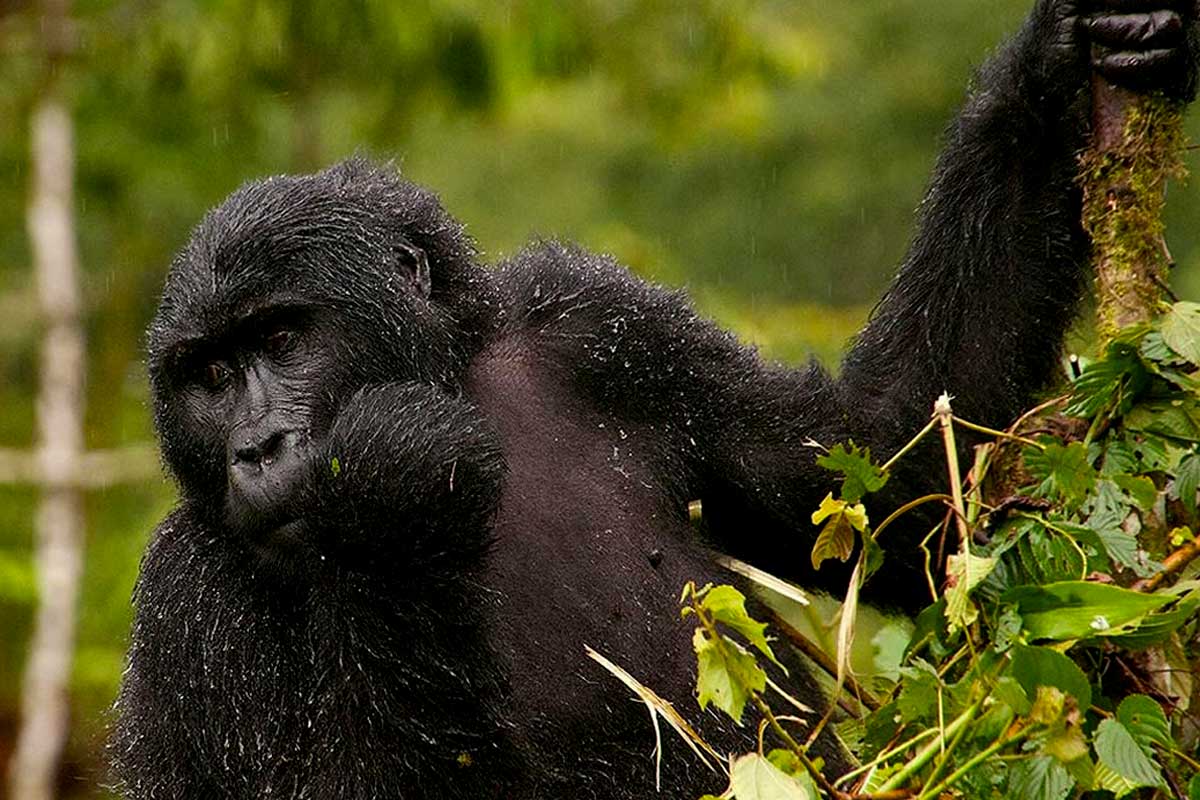 How safe is Gorilla Trekking in Uganda and Rwanda?