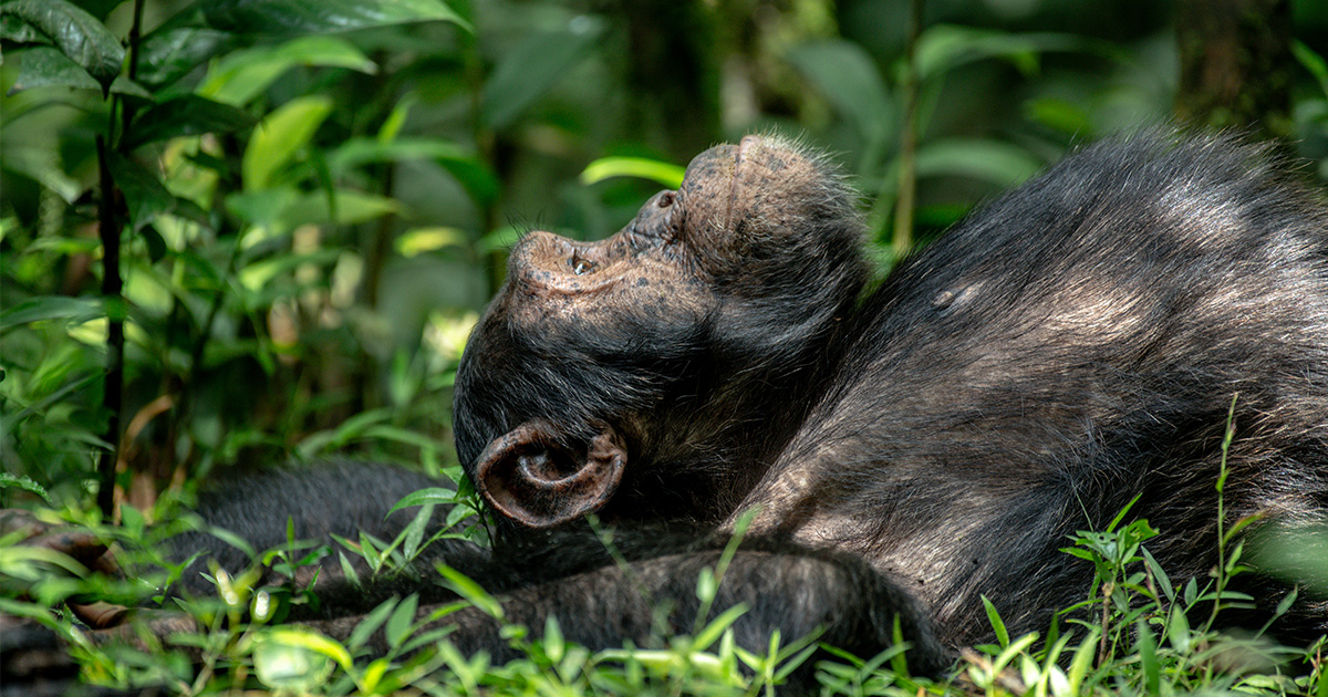 Budongo Forest Chimp Trekking Experience