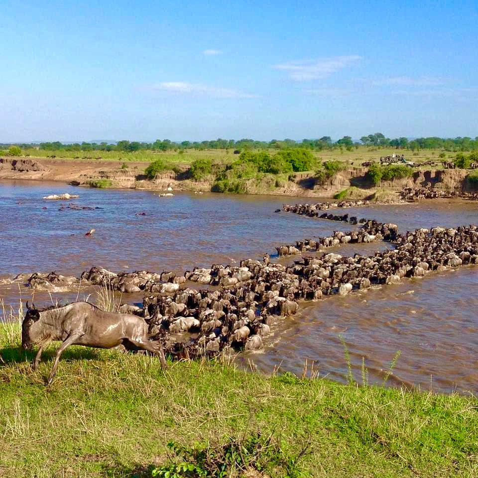 Serengeti Grumeti River Crossings