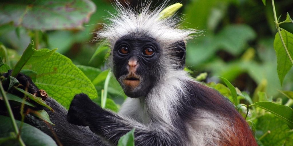 Discover Primates in Africa