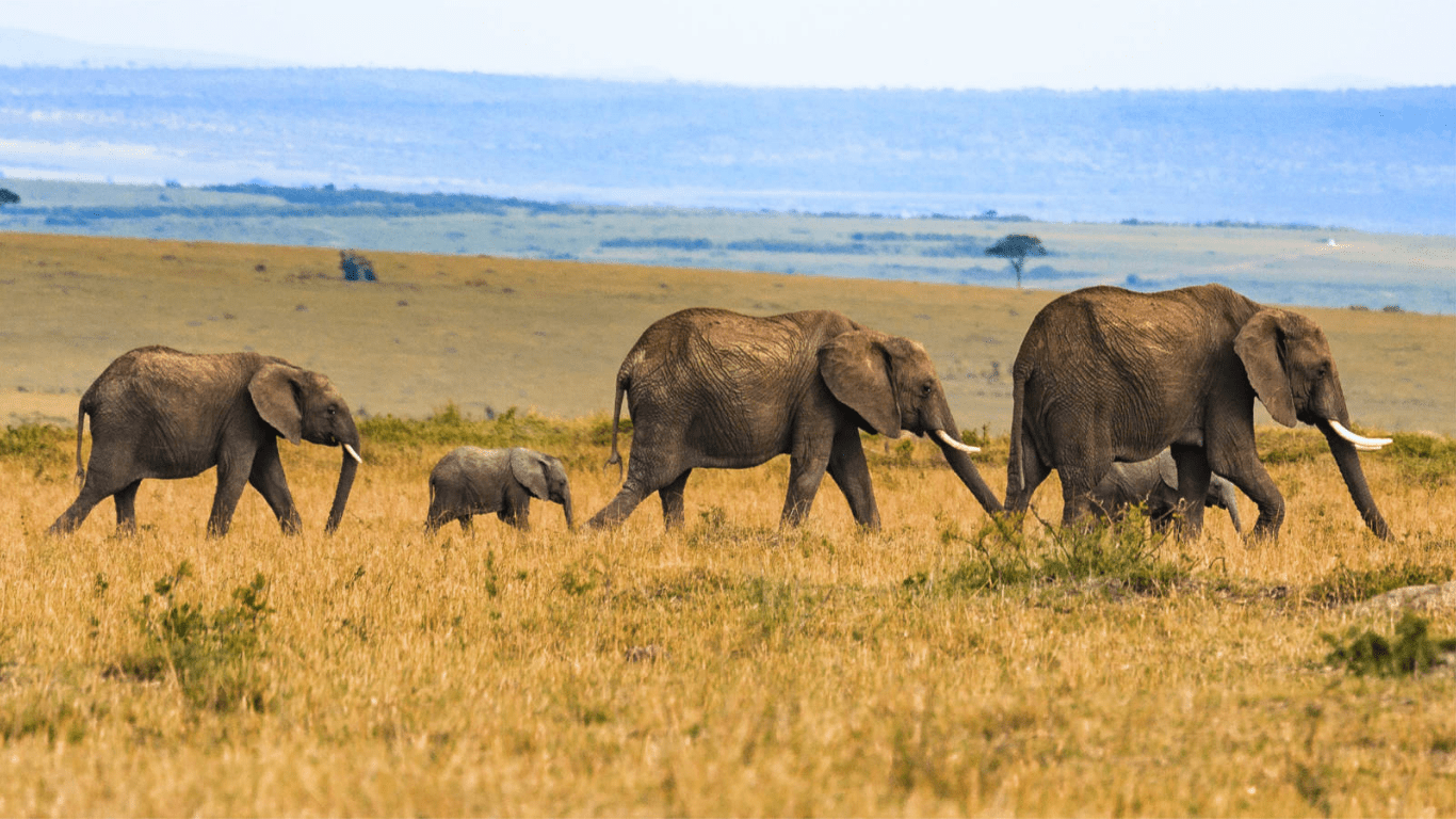 Luxury East African Travel Destinations
