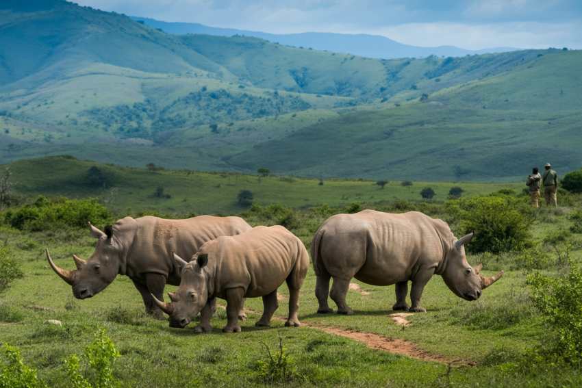 Rhinos in Ajai Wildlife Reserve