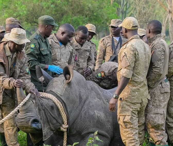 Rhinos in Ajai Wildlife Reserve